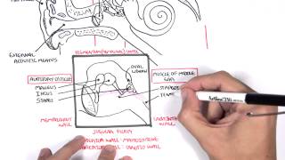 Anatomy  Ear Overview [upl. by Enak]