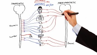 Pharmacology  AUTONOMIC NERVOUS SYSTEM MADE EASY [upl. by Roberta]