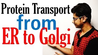 Protein transport from ER to golgi to lysosome [upl. by Anaujik]