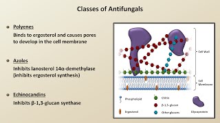 Antifungals Fungal Infections  Lesson 4 [upl. by Kahcztiy]