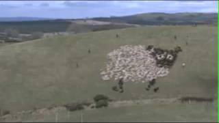 Extreme Sheep Herding  With Lights [upl. by Pepin]