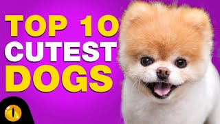 TOP 10 CUTEST DOG BREEDS [upl. by Sihunn]