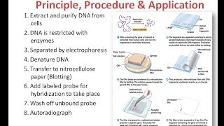 Southern Blotting Principle Procedure and Applications [upl. by Aidnyl]