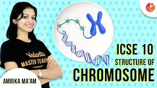 Simple Explanation of Structure of Chromosome  ICSE Class 10 Biology  Cell Cycle and Cell Division [upl. by Yllen]