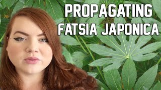 PROPAGATING FATSIA JAPONICA  Water and Sphagnum Moss  Miss Bird [upl. by Prestige]