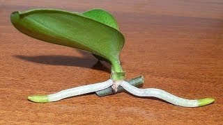 How to Grow Orchids from Stem Cuttings [upl. by Chico]