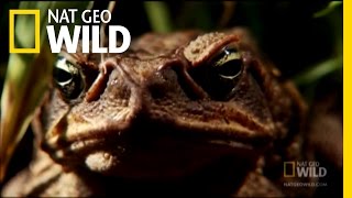 Venomous Cane Toads  Nat Geo Wild [upl. by Muller337]