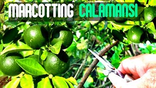 HOW TO MARCOT CALAMANSI TREE STEP BY STEP [upl. by Dareece]