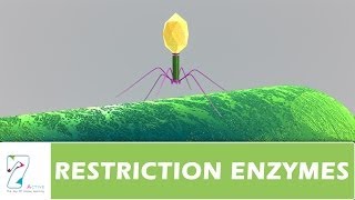 RESTRICTION ENZYMES [upl. by Hubert276]