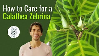 How to Care for a Calathea Zebrina [upl. by Bottali643]