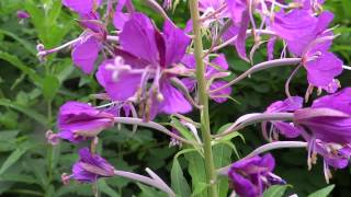 Fireweed Epilobium Angustifolium  Great Willowherb  20130713 [upl. by Drofyar]