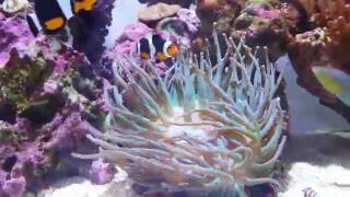 How To Care For Anemones [upl. by Aseneg]