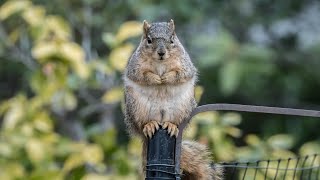 The Squirrel the Physicist and the Bird Feeder [upl. by Ocsecnarf]