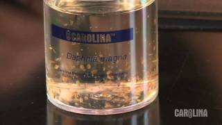 How to Care for Daphnia [upl. by Derwin963]