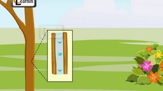 Transpiration in Plants  Elementary Science [upl. by Lenni]