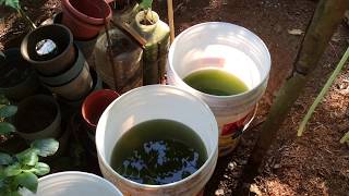 How to grow Green Water Algae [upl. by Demetre733]