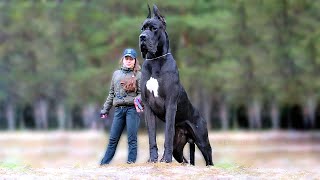 11 Biggest Dogs in the World [upl. by Haym905]