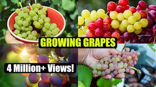 How to Grow Grapes A Complete Garden Growing Guide [upl. by Petronia]