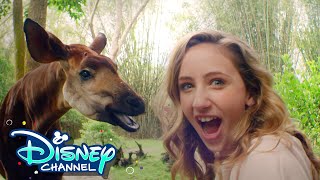 Sydney to the Max Cast Learns About Okapi  Celebrate Earth Day  Disney Channel [upl. by Eenobe680]