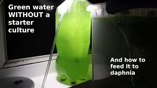 Green Water WITHOUT a Starter Culture  From Scratch  How To [upl. by Cynar530]