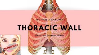 Human Anatomy  Thoracic wall [upl. by Major]