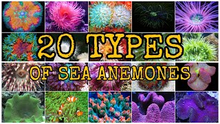 20 TYPES OF SEA ANEMONES [upl. by Rissa]