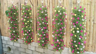 Beautiful DIY vertical hanging garden growing Portulaca Mossrose for small spaces [upl. by Attenahs688]