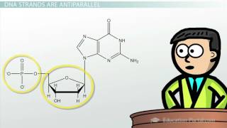 DNA  Adenine Guanine Cytosine Thymine [upl. by Tolland]