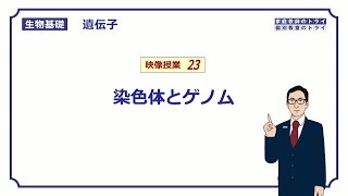 【生物基礎】 遺伝子23 染色体とゲノム （１６分） [upl. by Eceinhoj]