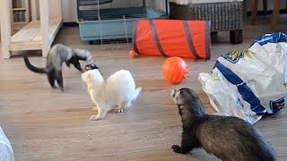 ferret playtime [upl. by Pauline]