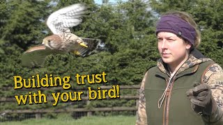 Falconry Basics  Building Trust [upl. by Nette66]