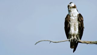 Peregrine Falcon Attempts to Steal Prey from Osprey [upl. by Peregrine]