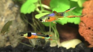 Breeding Displays of the Endler  Guppy Hybrid [upl. by Marie]