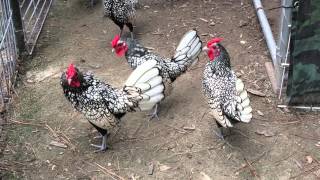 Silver Sebright Bantam roosters [upl. by Bahr]