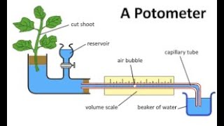 Transpiration with Potometer [upl. by Pliner]