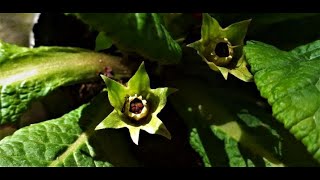 How to collect seeds from Primula  primrose  plant [upl. by Daggett118]