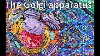 The Golgi apparatus From structure to function [upl. by Yruam]