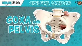 Coxa amp Pelvis Anatomy [upl. by Ronacin]