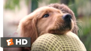 Top 5 Dog Movies That Will Make You Cry [upl. by Horten]