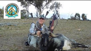 The scourge of feral goats [upl. by Isman]