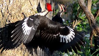 Pileated woodpecker dance with call sound [upl. by Atnuhs]