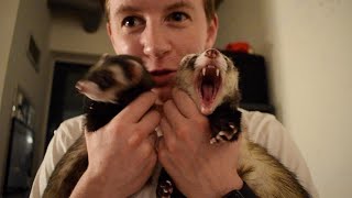 What Its REALLY Like Owning Ferrets [upl. by Kinnon]