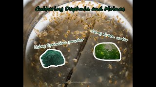 How To Culture Daphnia and Moinas using Green Water Spirulina powder [upl. by February57]