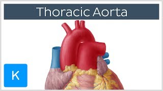 Thoracic Descending Aorta Anatomy amp Branches  Kenhub [upl. by Pickens]