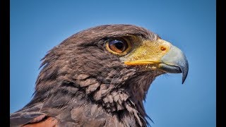 Falconry Intro to Harris Hawks [upl. by Ellard]