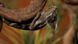 7 Cool Facts about Chameleons  Pet Reptiles [upl. by Homere]