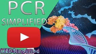 PCR  Polymerase Chain Reaction Simplified [upl. by Etty]