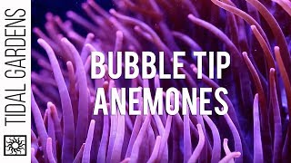 Bubble Tip Anemones [upl. by Cirek690]