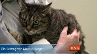 Tierarzt behandelt Katze mit krankem Herz [upl. by Rigdon]