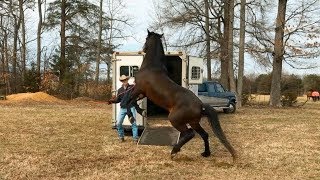 3 Steps to Teaching your Horse to Load on a Trailer [upl. by Miuqaoj910]